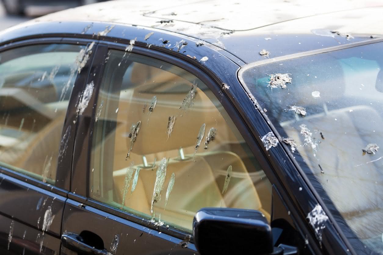 Comment Ford protège votre carrosserie des excréments d’oiseaux